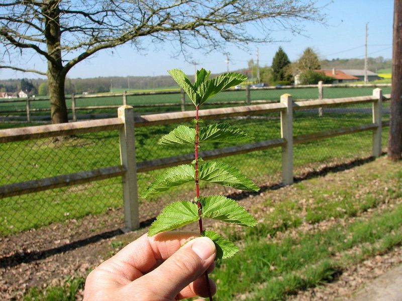 2010 04 Plantes sauvages comestibles 08